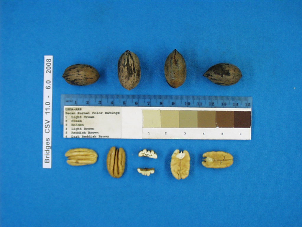 Click for 1 image(s) for this accession. Image